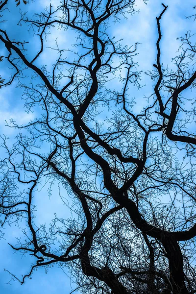 Desnudo Brotando Ramas Árboles Mirando Hacia Arriba Cielo Azul — Foto de Stock