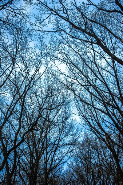 Desnudo Brotando Ramas Árboles Mirando Hacia Arriba Cielo Azul — Foto de Stock