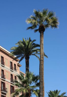 Kanarya Adası tarihi Palms Barcelona, İspanya.
