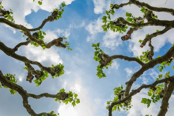 Blick hinauf durch einen Platanenwurm im Sommer — Stockfoto