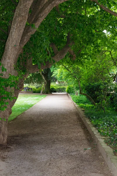 A picturesque alley in the park — Stock Photo, Image