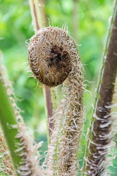 Fern sprout closeup — Stock Photo, Image