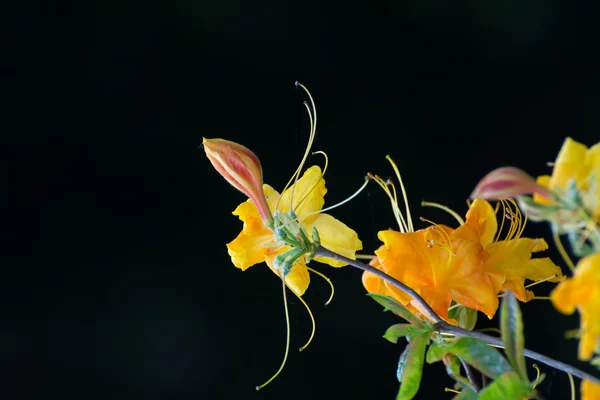 Žluté Rododendron květiny — Stock fotografie