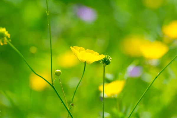 Bright buttercups on a green grass background. — Stock Photo, Image