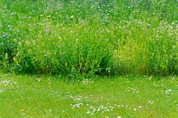 Gras abgeschnitten — Stockfoto