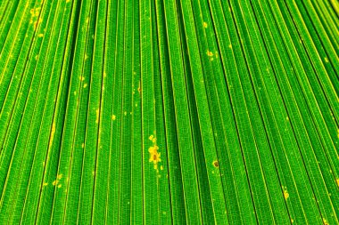 Yeşil palmiye yaprağı 