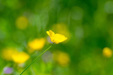 Yeşil çim zemin üzerine parlak Düğünçiçekleri.