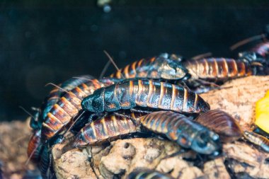 kalabalık hamamböceği