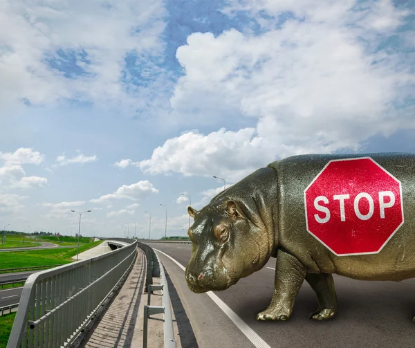 Baby Hippo , passage is closed — Stock Photo, Image