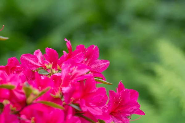 Den rhododendron blomma — Stockfoto