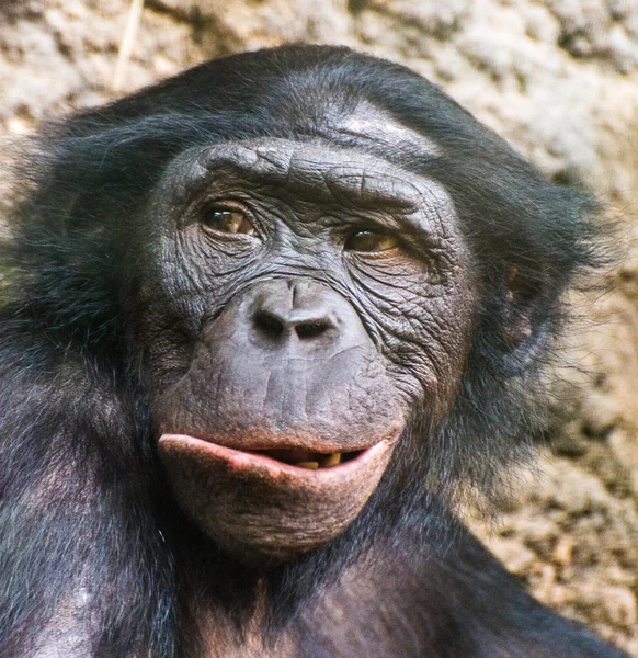 The Chimpanzee portrait. — Stock fotografie