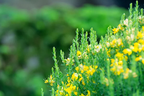 Fleurs jaunes décoratives — Photo