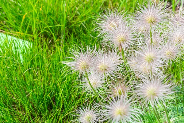 Пухнасті дикі квіти в траві — стокове фото