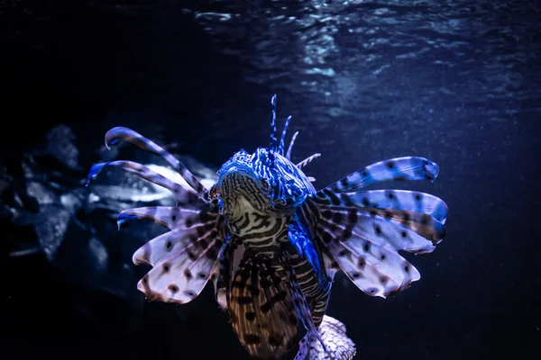 Devil firefish in dark — Stockfoto