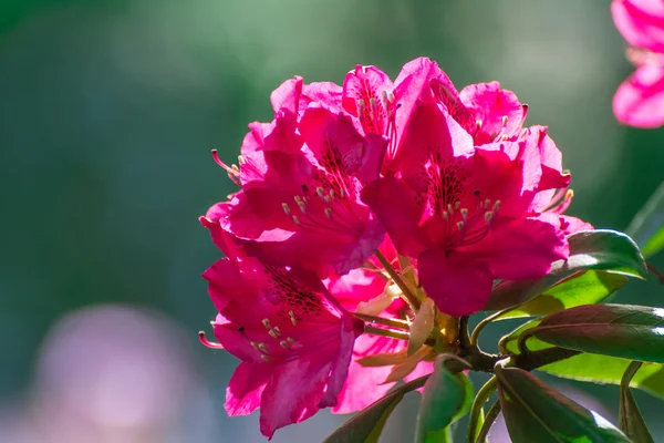 Rhododendron-Blüten Nahaufnahme — Stockfoto