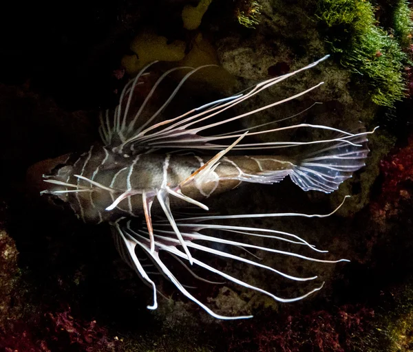 Oceanernas undervattens värld — Stockfoto