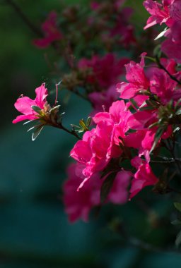 Ormangülü çiçek siyah