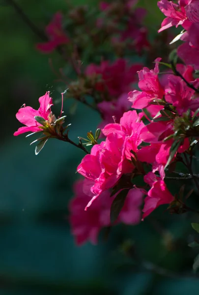 Rhododendron flower on black — Stock Photo, Image