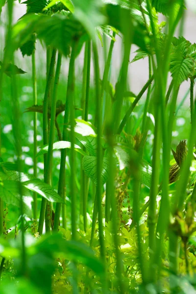 Frische Sprossen Nahaufnahme. — Stockfoto