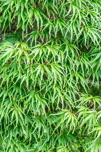 Frische Sprossen Nahaufnahme. — Stockfoto