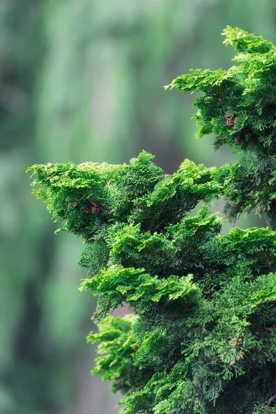Вечно зеленые арборвиты, естественный фон — стоковое фото