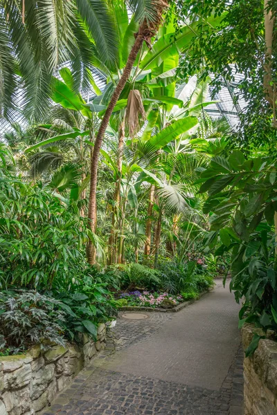 Beautiful tropical exhibition in Palmengarten in Frankfurt. — Stock Photo, Image
