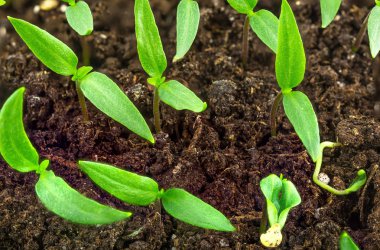 Kara toprağı bir arka plan üzerinde dikim Bahçe