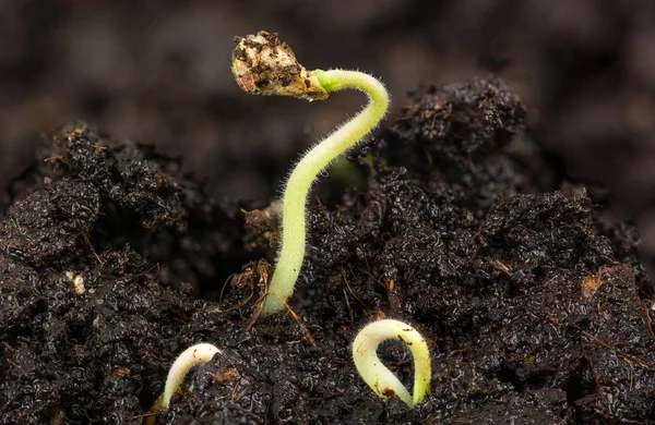 Plant growing in soil — Stock Photo, Image