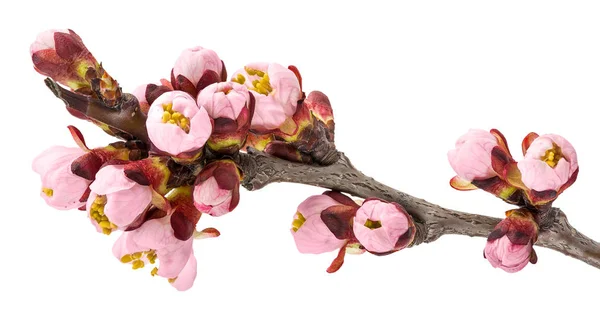 Twig blossoming apricot — Stock Photo, Image