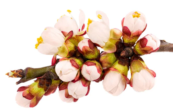 Twig blossoming apricot — Stock Photo, Image