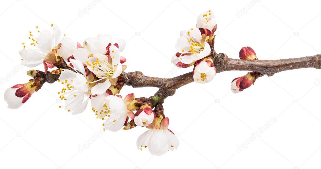 twig blossoming apricot