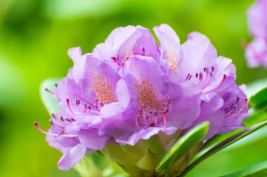 Ormangülü çiçek bahçesi arka plan