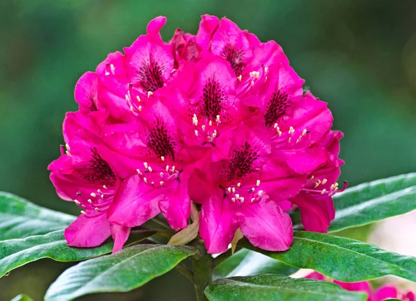 Rhododendron ดอกไม้พื้นหลังสวน — ภาพถ่ายสต็อก