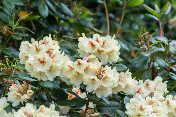 Rhododendron ดอกไม้พื้นหลังสวน — ภาพถ่ายสต็อก