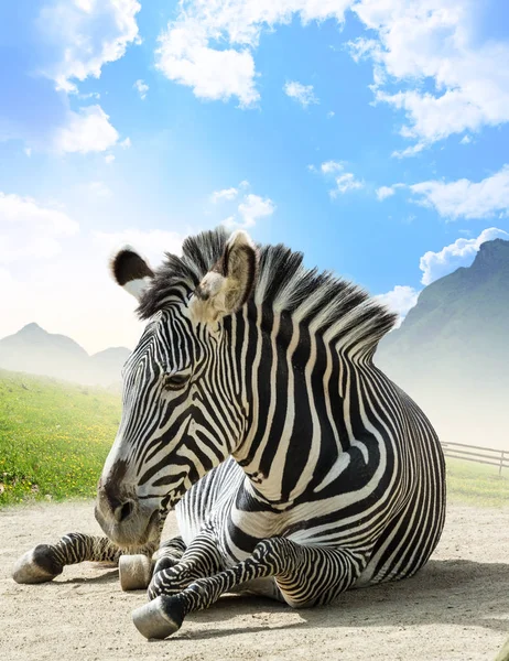 Grevy - зебра находится под угрозой исчезновения из всех видов зебры — стоковое фото