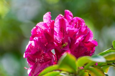 Bahar ormangülü çiçek