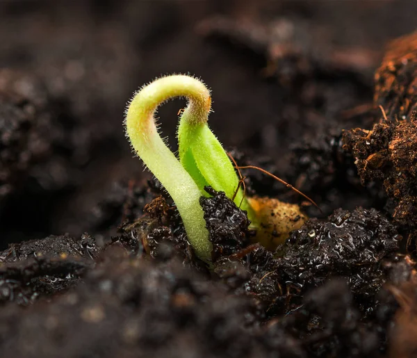 Plant growing in soil — Stock Photo, Image