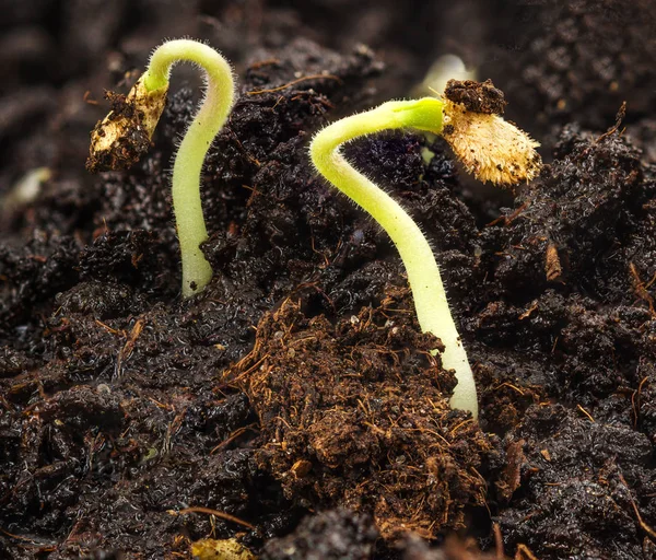 Uprawy roślin w glebie — Zdjęcie stockowe