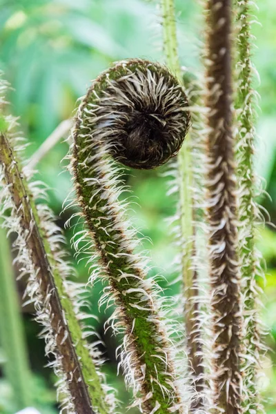 Lente Fern sprout — Stockfoto