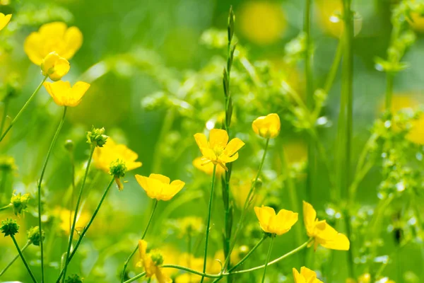 Buttercups brilhantes em um fundo de grama verde . — Fotografia de Stock