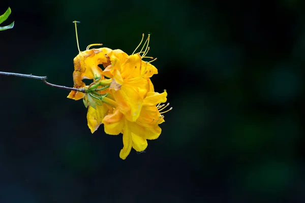 Flores amarillas de rododendro — Foto de Stock