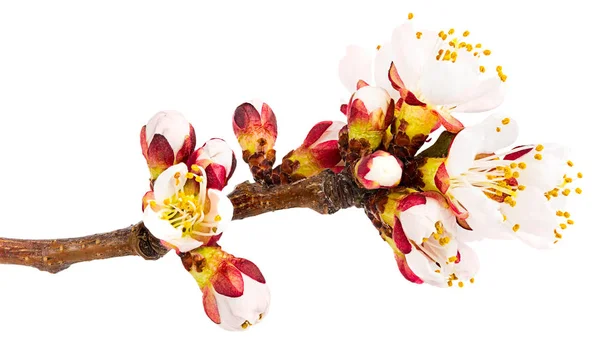 Twig blossoming apricot — Stock Photo, Image