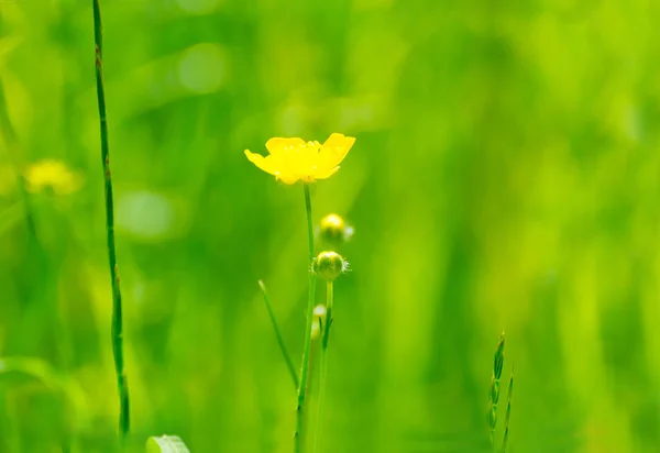 Bright buttercups on a green grass background. — Stock Photo, Image