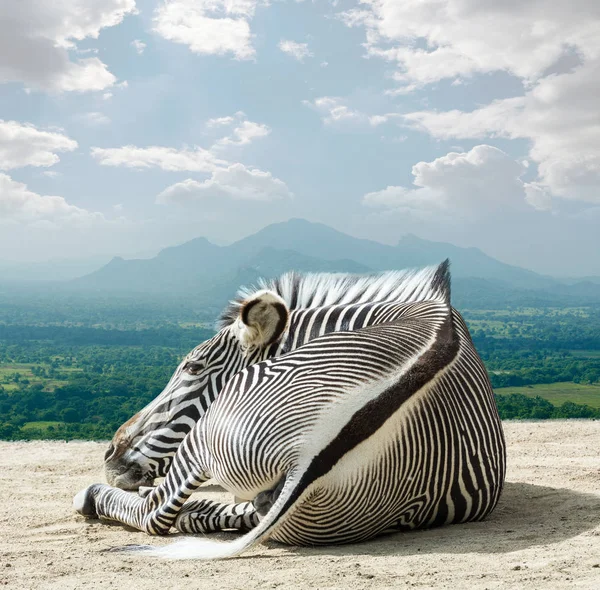 Grevy - zebra  is most endangered of species of zebra — Stock Photo, Image