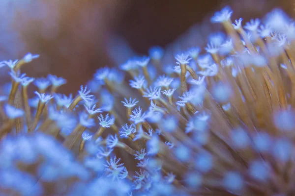 Korály jsou velmi blízko — Stock fotografie