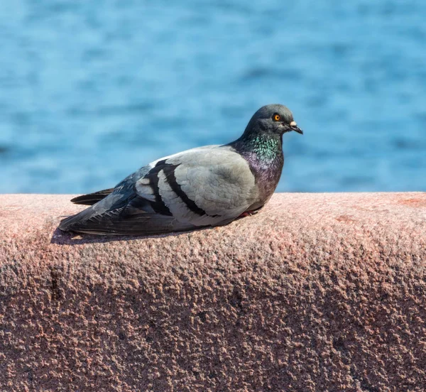 Einsamer Taubenvogel. eine Taube. — Stockfoto