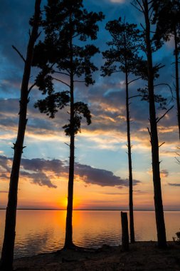 Bir ağaç günbatımı çerçevede bir silüeti