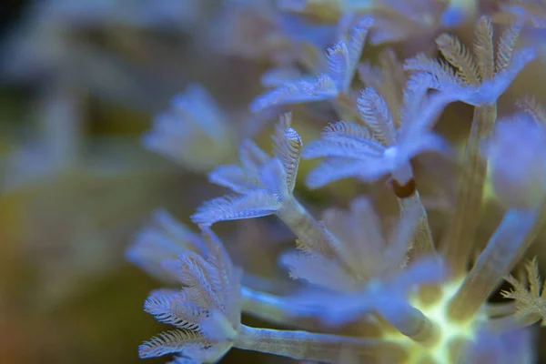 Corals are very close — Stock Photo, Image