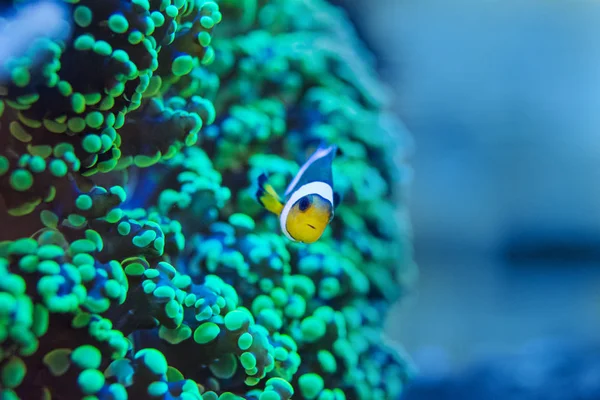 Frogspawn koraal, Euphyllia paradivisa — Stockfoto