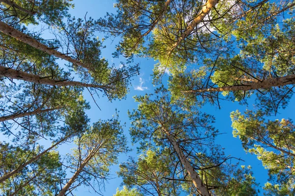 Bottom view of pine tree — Stock Photo, Image